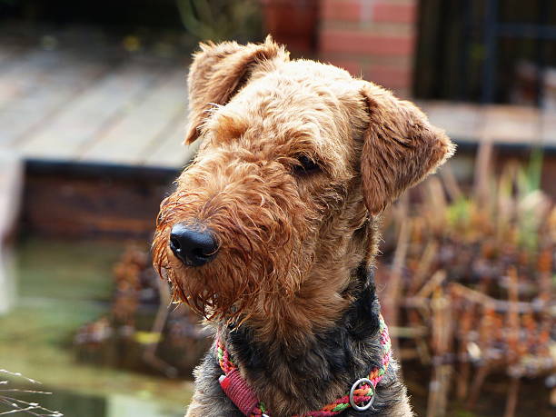 Our Airedale Terrier - His playmate... stock photo