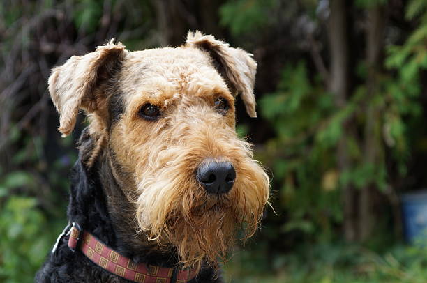 Our Airedale Terrier - Portrait stock photo