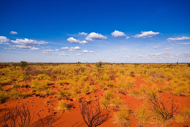 Outback landscape showing the blue sky and orange sands red soil spinnifex grass, blue sky, clouds and a lot of nothing bush land photos stock pictures, royalty-free photos & images