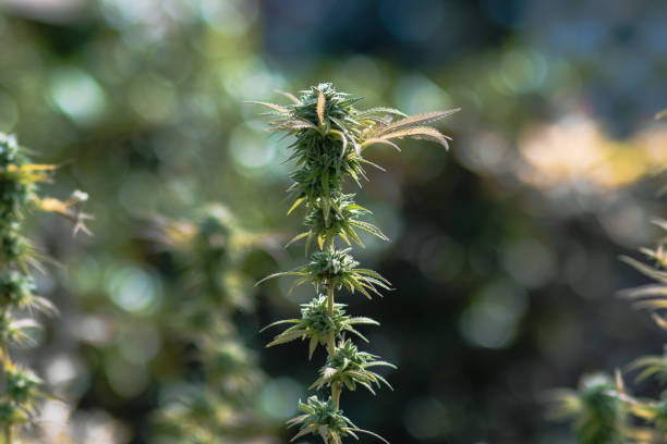 outdoor cannabis plant stock photo