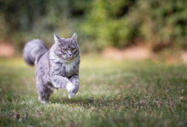 utomhus katter - energetic jumping bokeh bildbanksfoton och bilder