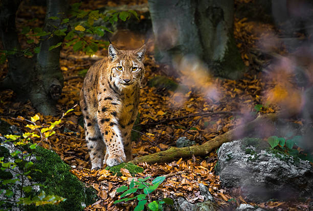 Outdoor photo of Lynx walking in woods wildlife portrait of a lynx in autumn forest lynx stock pictures, royalty-free photos & images