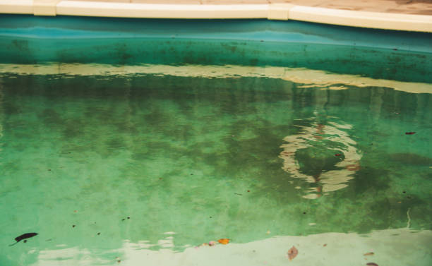 Outdoor swimming pool with green algae Neglected swimming pool with debris and algae green algae stock pictures, royalty-free photos & images
