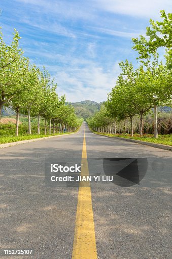 istock Outdoor, wide stretch of straight road, poplar trees on both sides of the road 1152725107