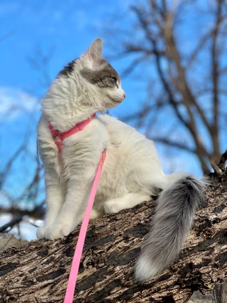 utomhus kattunge - cat leash bildbanksfoton och bilder