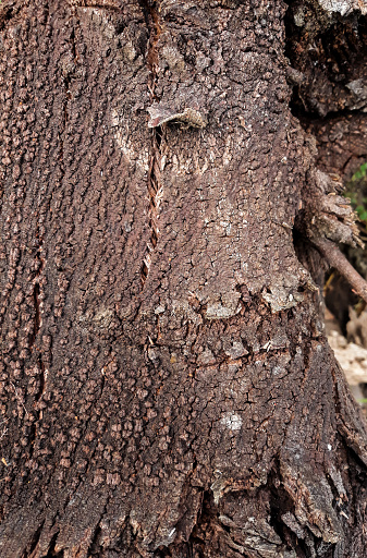 Photo of the beautiful outer wood bark texture used as background and wallpaper, taken from a close-up angle
