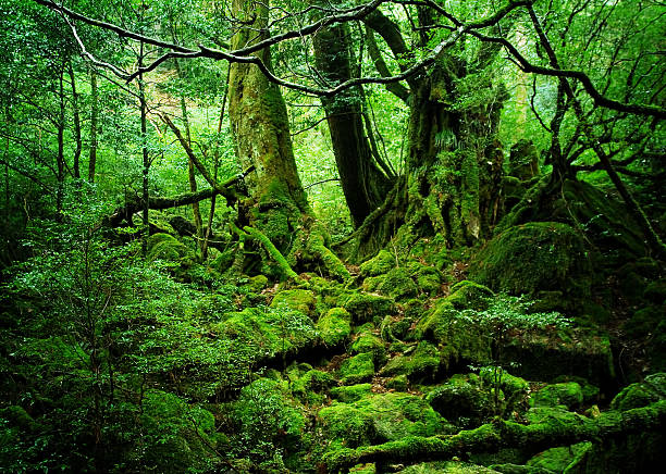 Overgrown moss covered green forest stock photo