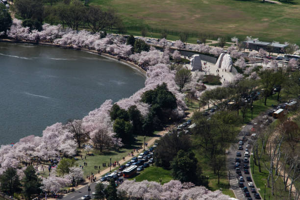 Overhead Shot of Cherry Blossoms at the Tidal Basin Washington, D.C. - Cherry Blossom trees blooming in April along the Tidal Basin as seen from the top of the Washington Monument. The Martin Luther King Jr. Memorial is also shown. mlk memorial stock pictures, royalty-free photos & images