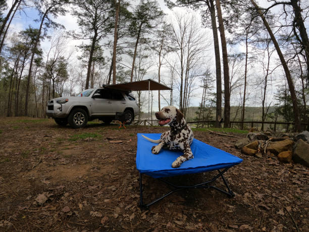 Overlanding campsite with resting Dalmatian on cot stock photo