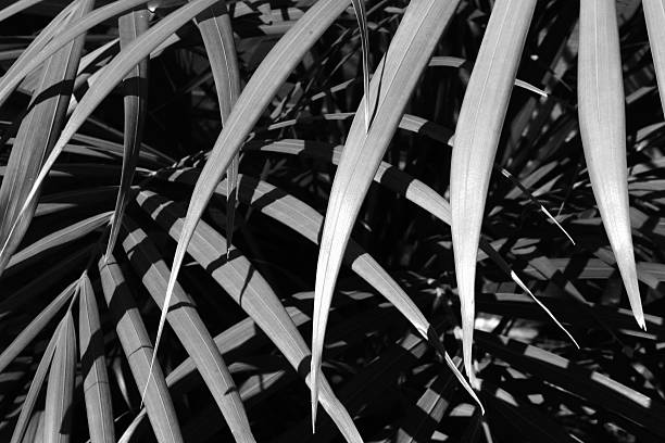 Overlapping palm leaves in the sun stock photo