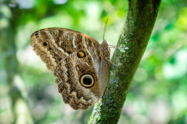 Owl Butterfly (Caligo memnon) stock photo