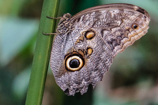 Owl Butterfly stock photo