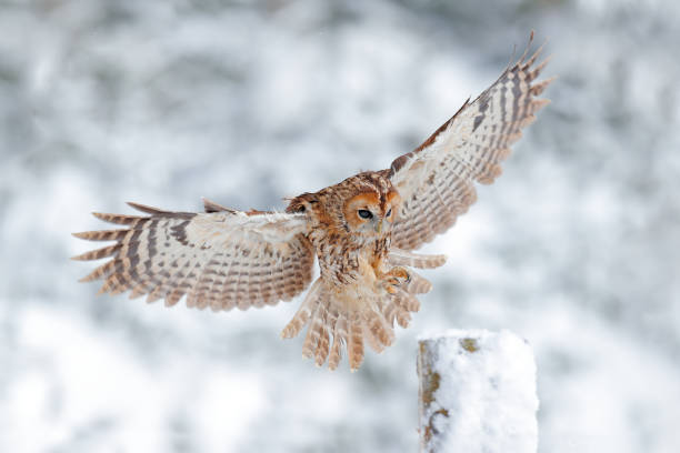 Owl landing on tree trunk. Winter forest with Tawny Owl snow during winter, snowy forest in background, nature habitat. Wildlife scene from cold winter. stock photo