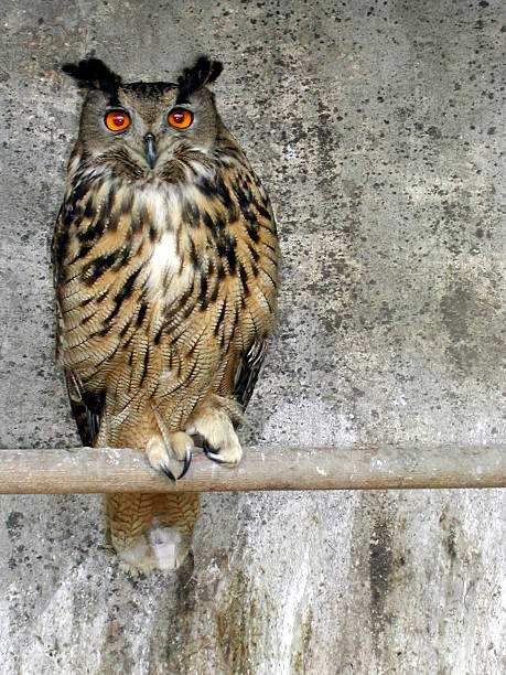 Owl stock photo