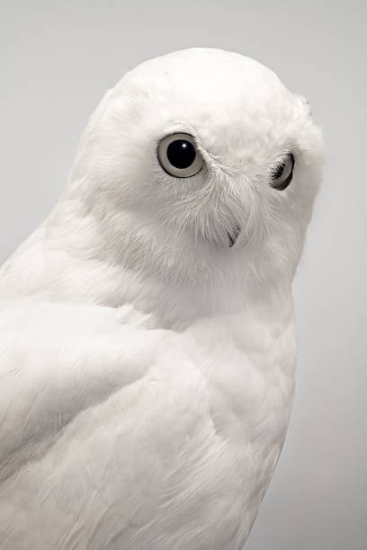 Owl stock photo