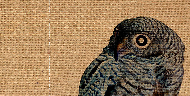 owl stock photo