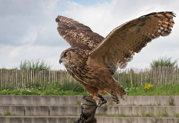 owl - taking off stock photo