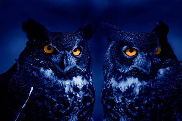 Owls at night stock photo