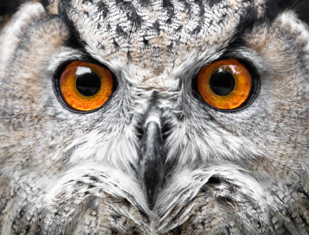 портрет совы. сова глаза - глаз животного стоковые фото и изображения
