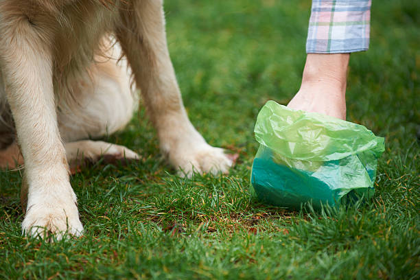 Owner Clearing Dog Mess With Pooper Scooper stock photo