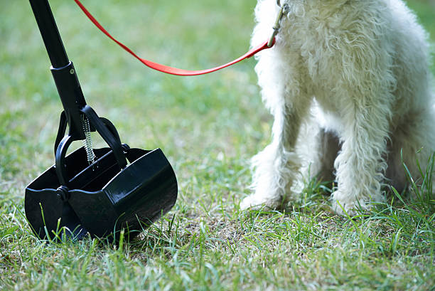 Owner Clearing Dog Mess With Pooper Scooper stock photo