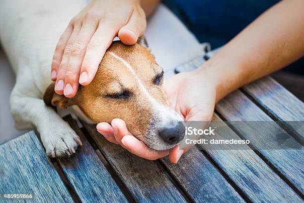 owner petting dog