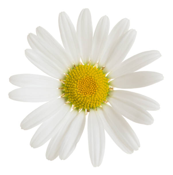 oxeeye daisy, prästkragesläktet vulgare blomma isolerad på vit bakgrund - prästkrage bildbanksfoton och bilder