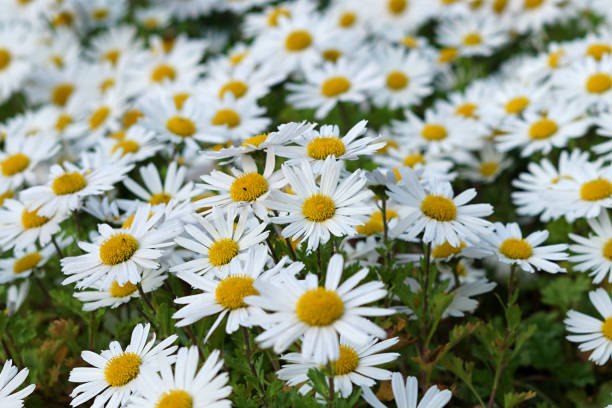oxeye daisy (leucanthemum vulgare) blommor - prästkrage bildbanksfoton och bilder