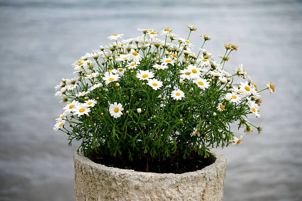 oxeye daisy in the flower pot - prästkrage bildbanksfoton och bilder