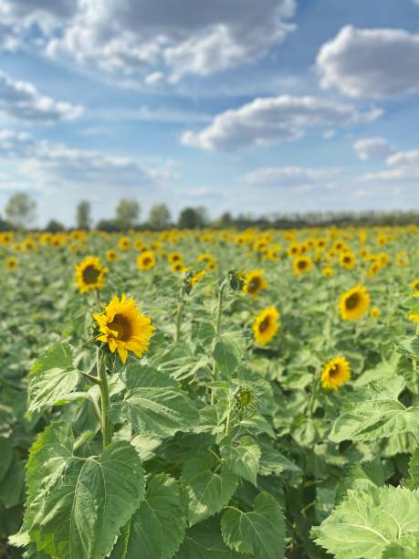 Oxfordshire summer sunflower field stock photo