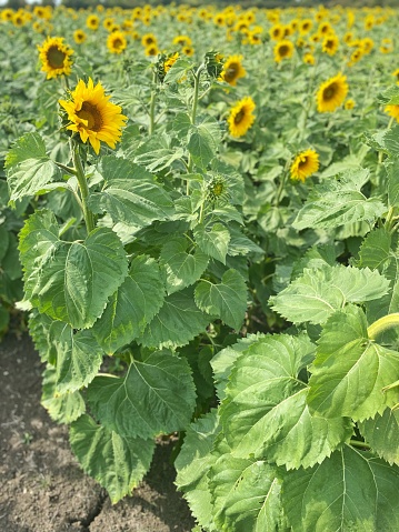 Oxfordshire summer sunflower field