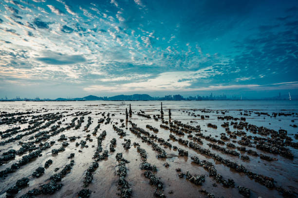 日落時分,香港哈派克奈的牡蠣床。 - oyster 個照片及圖片檔