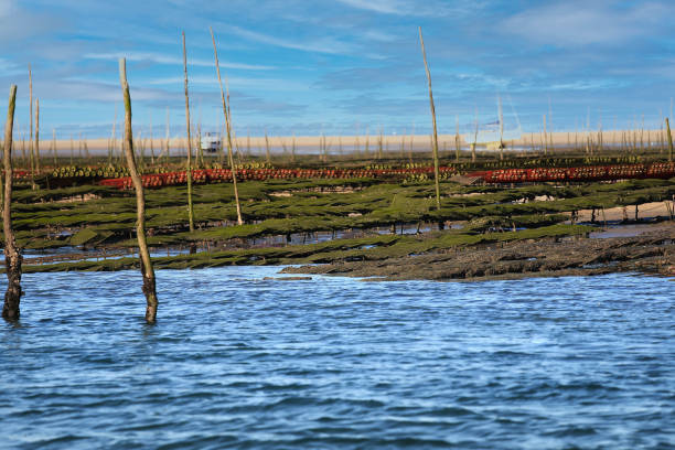 Oyster farm at Arcachon bay, France stock photo