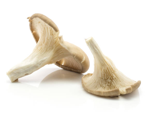 Oyster mushroom isolated on white Oyster mushrooms (two Pleurotus ostreatus) isolated on white background raw uncooked oyster mushroom stock pictures, royalty-free photos & images