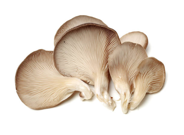 oyster mushroom on white background oyster mushroom on white background oyster mushroom stock pictures, royalty-free photos & images