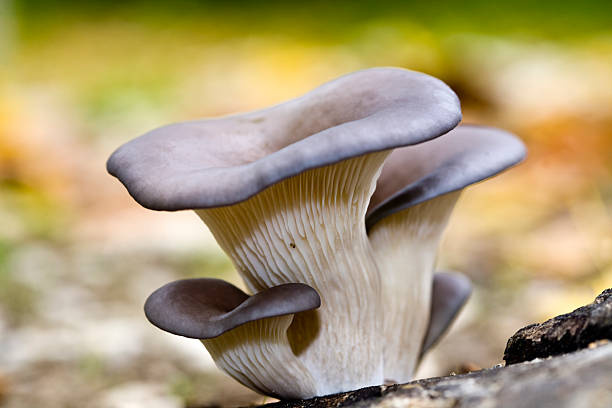 Oyster mushroom (pleurotus ostreatus)  oyster mushroom stock pictures, royalty-free photos & images