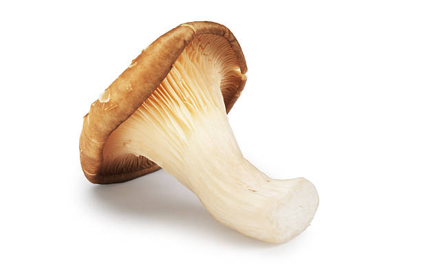 Oyster Mushroom Single oyster mushroom isolated on white. oyster mushroom stock pictures, royalty-free photos & images