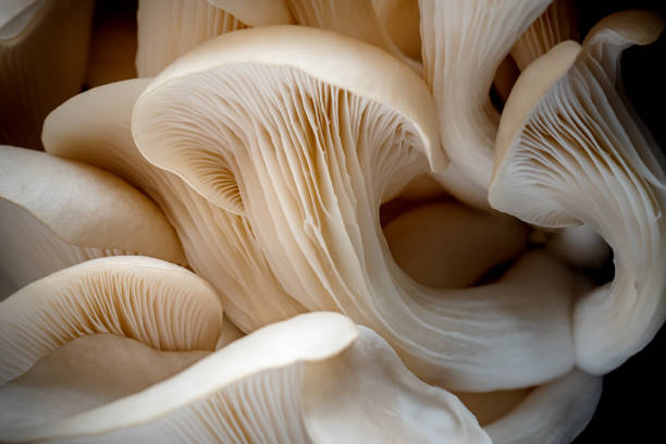 huître champignons sur noir - champignon et en studio et fond noir photos et images de collection