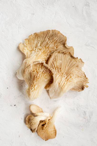 Oyster mushrooms stock photo