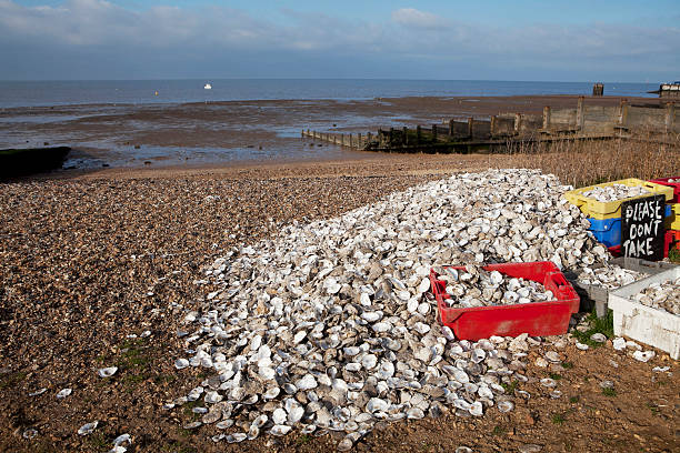 Oyster recycling in Whitstable, South East England stock photo