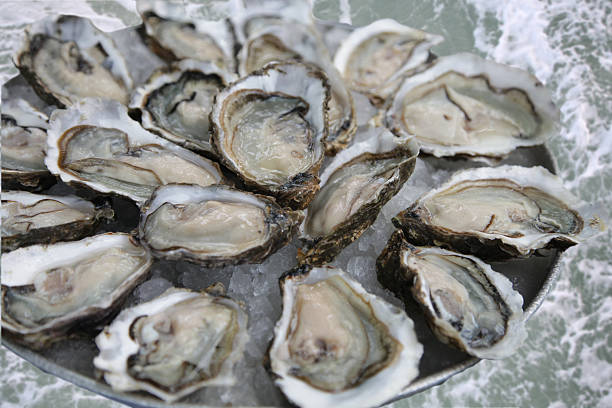 Oyster Tray stock photo