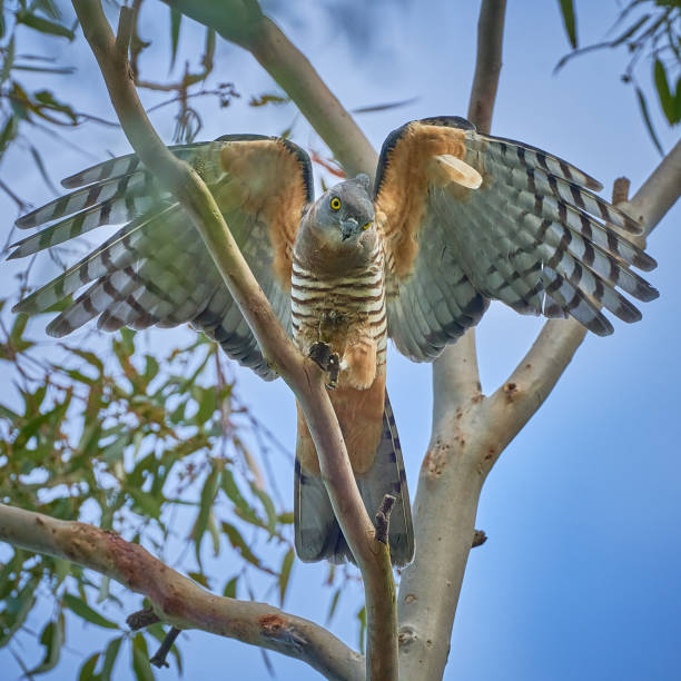 Pacific Baza, Northern Sydney, NSW stock photo