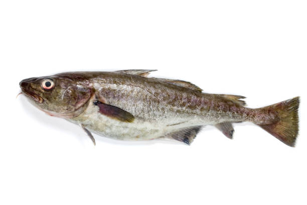 Pacific cod on white background stock photo