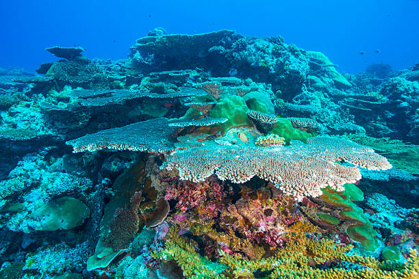 Pacific Coral Reef Stunning coral reef at the Pacific Ocean by Ulong Corner - Palau, Micronesia babeldaob island stock pictures, royalty-free photos & images