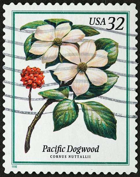 Pacific Dogwood stock photo