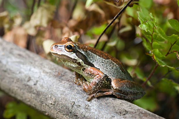 Pacific Green Tree Frog (Pseudacris regilla) stock photo
