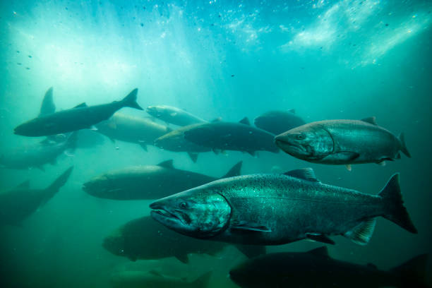 Pacific Salmon Underwater Swimming. stock photo
