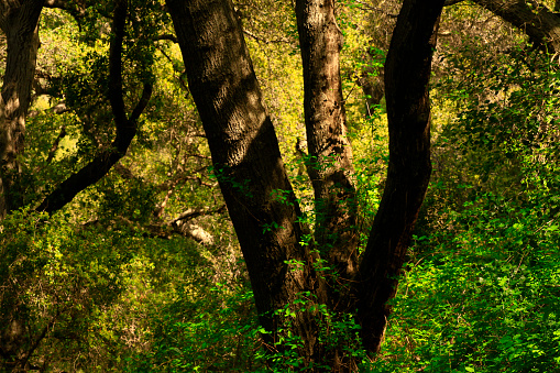 Pacific Southwest Forest And Interior Live Oak Trees Stock