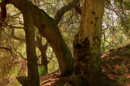 Pacific Southwest Forest And Interior Live Oak Trees Stock