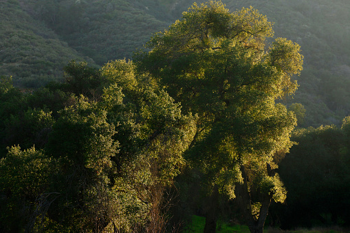 Pacific Southwest Forest And Interior Live Oak Trees Stock